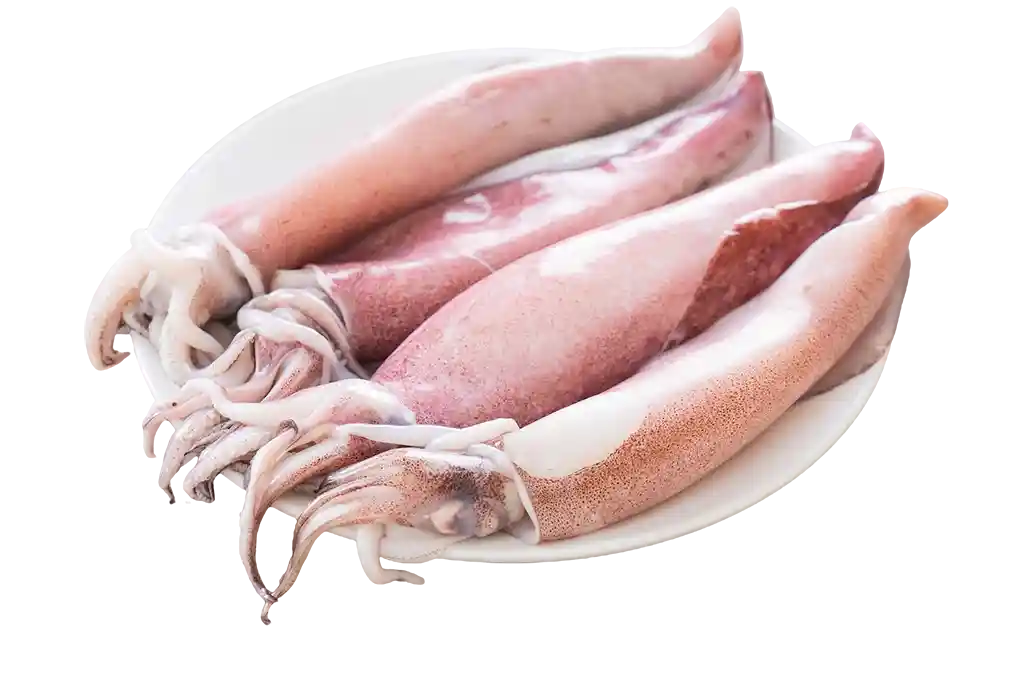 Kopffüßer